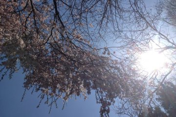 <p>Even with the glare of the sun, it's a lovely sight.</p>