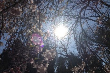 <p>You can easily spend an entire day here. The sun throws golden rays on the flowers as it slowly sets.</p>