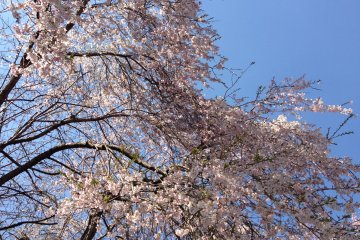 <p>The trees are just covered in blooms</p>