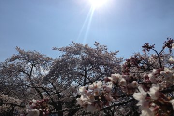 <p>Near or far, they are a beauty!</p>