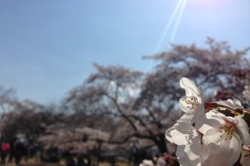 <p>There are so many trees that you'll always have a backdrop of more trees each time you stop to admire the flowers.</p>