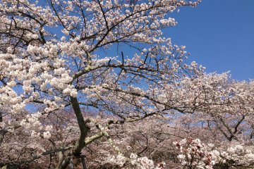 <p>Flowers, flowers everywhere!</p>