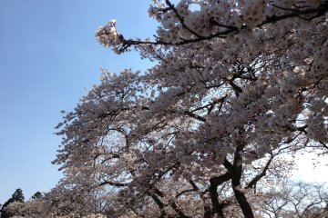 <p>A grand show of elegance and beauty!</p>