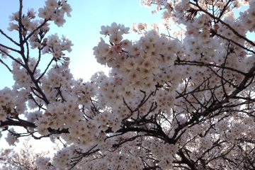 <p>An absolutely fantastic place to enjoy hanami!</p>
