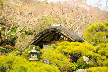 <p>Although other trees don't have leaves yet, the pine trees were getting greener</p>