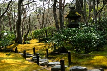 <p>Trees waiting for green leaves to come out</p>