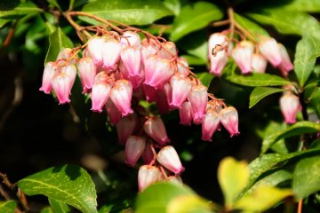 <p>Like plum blossoms, Japanese Andromeda also heralds spring!</p>