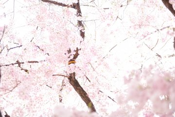 Kebun dari Yin & Yang dan Sakura