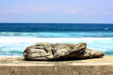 <p>The strong tides carry a lot of debris to the shoreline near&nbsp;Iwayaguchi, including this salt-bleached piece of driftwood.</p>
