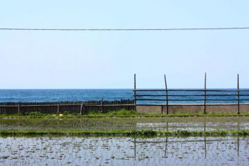 <p>With relatively little space suitable for farming, the rice fields go right up to the water's edge.</p>