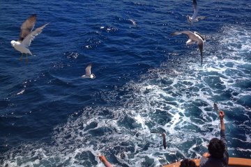 <p>Seagulls follow the ferry as it leaves Sado and heads back to the mainland.</p>