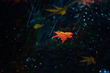 <p>Fallen leaves in the waterfall</p>