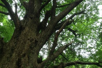 <p>A huge Gingko tree stands beside the "Buddha Stone"</p>