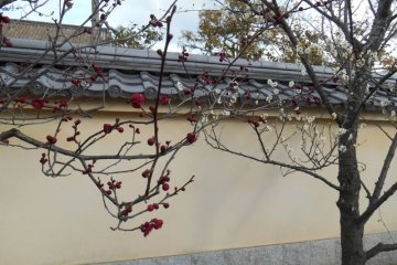 <p>Les premi&egrave;res fleurs font leur apparition</p>