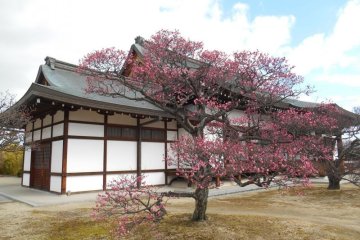 <p>Le premier prunier fleuri du temple</p>
