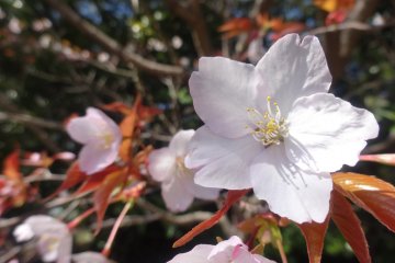 Spring at Makino Botanical Garden