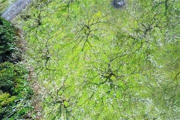 Spring at a Plum Orchard in Fukui