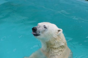 Polar bear loves the fish!