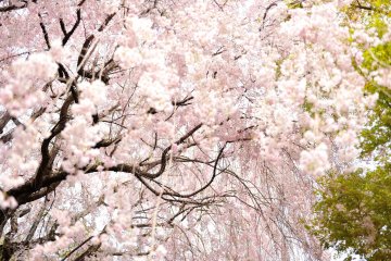 Cherry Trees at Daikyuan Teahouse
