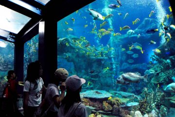 <p>The coral reef tank is the largest tank at the aquarium</p>