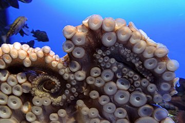 <p>Octopus suckers</p>