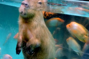 <p>Capybara with only the top of his head above the water</p>