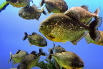 <p>The piranha have scales of gold... who knew!</p>