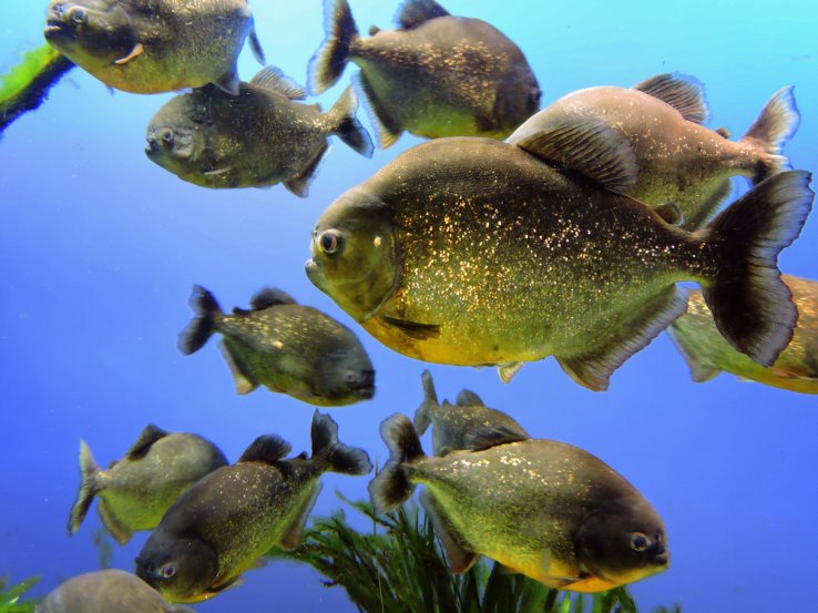 <p>The piranha have scales of gold... who knew!</p>