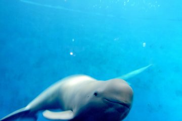 <p>Finless porpoise</p>
