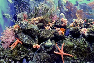 <p>Underwater world teeming with life! &nbsp;</p>