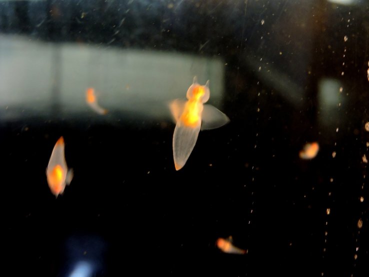 <p>Tiny bioluminescent clione look like angels!</p>