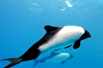 <p>Black and white Commerson's dolphins look like tiny orcas</p>
