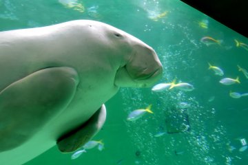 <p>Toba Aquarium is the only place in Japan you can see a dugong</p>