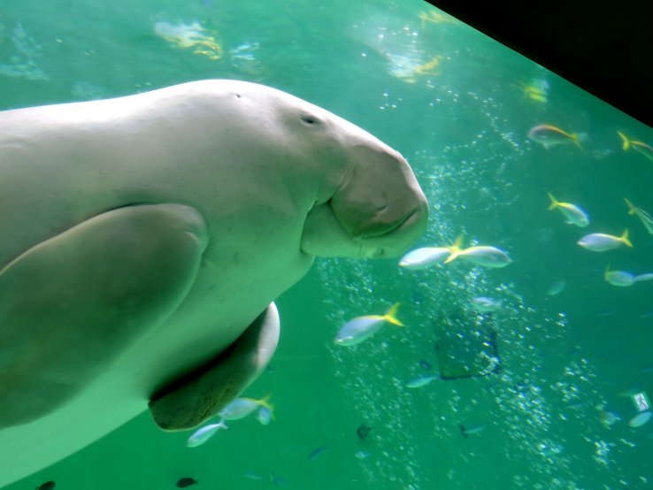<p>Toba Aquarium is the only place in Japan you can see a dugong</p>