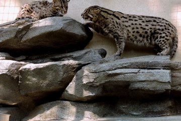 <p>Toba Aquarium's newest attraction - fishing cats</p>