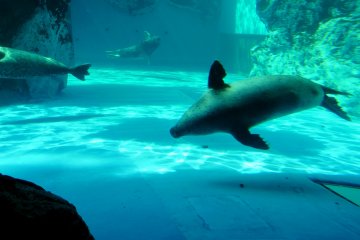 <p>The seals are fast and graceful under the water</p>