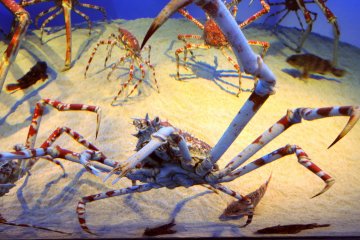 <p>Creepy crabs!</p>