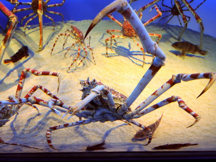 <p>Creepy crabs!</p>