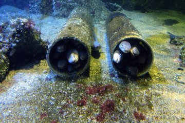 <p>I will replace the idiom "packed like sardines in a can" with "packed like eels in a pipe" in future!</p>