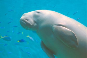 <p>Dugong</p>