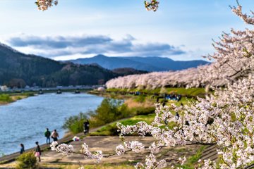 Kakunodate is a beautiful place to cycle in Spring