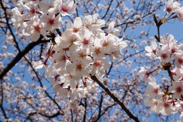<p>This weekend (March 28th-29th, 2015) saw the flowers hit full bloom</p>
