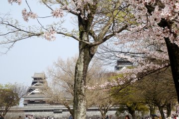 <p>The towers of Kumamoto castle can be seen through the petals</p>