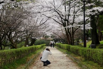 <p>A tunnel of sakura&nbsp;just outside the castle walls</p>