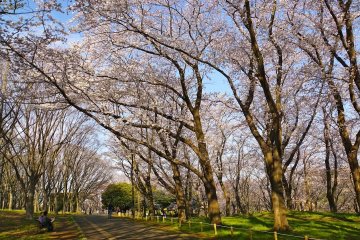 Musim Sakura di Taman Negishi