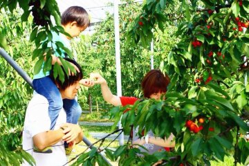 Yamagata est bien connue dans tout le Japon pour ses productions de fruits, notamment les cerises juteuses. A partir de la mi-juin, il est possible de visiter l'une des fermes de production et de goûter à ces fruits