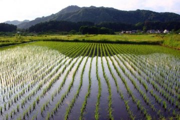 Les jeunes plants de riz verts sortent de l'eau