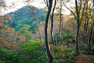 Alors que l'automne approche, les arbres sur les montagnes changent de couleurs et deviennent rouges 