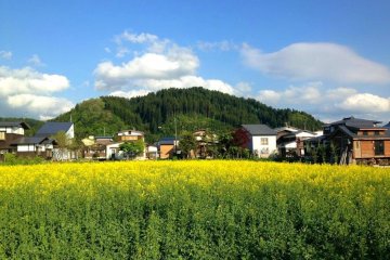 Bleu, jaune et bien sûr vert : les éclatantes couleurs de Kaneyama en mai