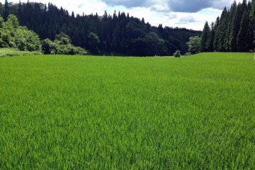 Un champ de riz s'étend comme une pelouse parfaitement entretenue 